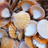 small beige scallop shell 1 kg